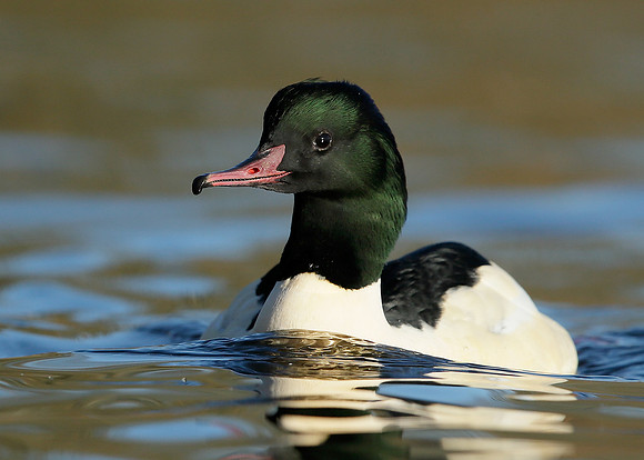 Goosander Mergus merganser