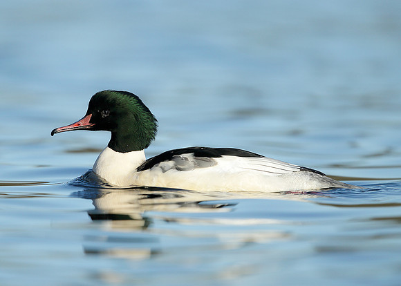 Goosander Mergus merganser