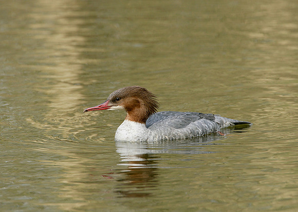 Goosander Mergus merganser