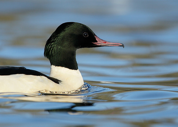 Goosander Mergus merganser