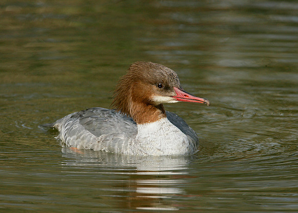 Goosander Mergus merganser