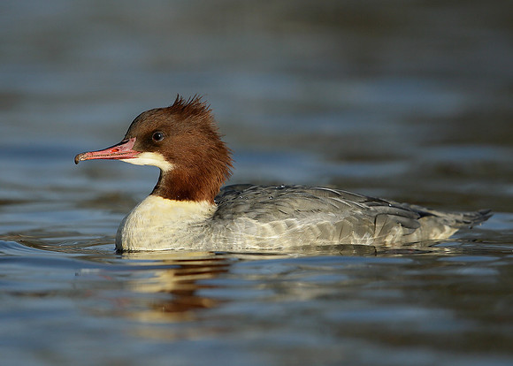 Goosander Mergus merganser