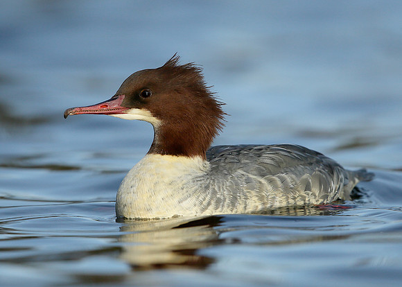 Goosander Mergus merganser