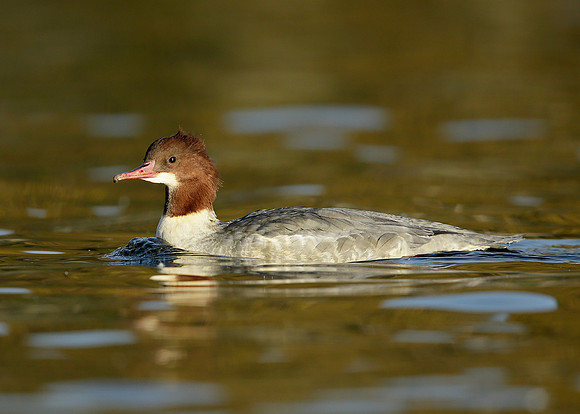 Goosander Mergus merganser