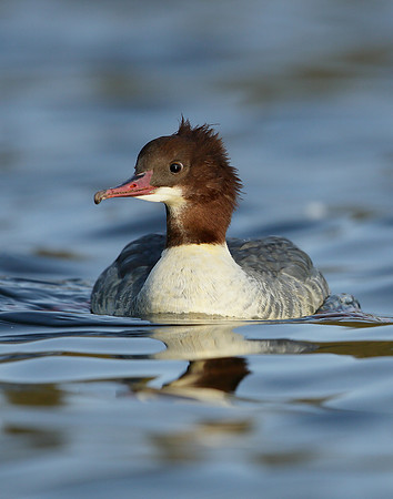 Goosander Mergus merganser