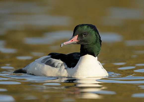 Goosander Mergus merganser