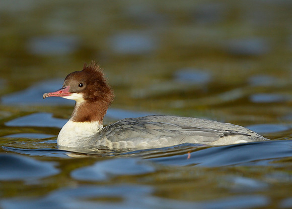 Goosander Mergus merganser