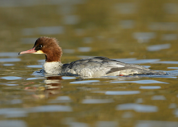 Goosander Mergus merganser