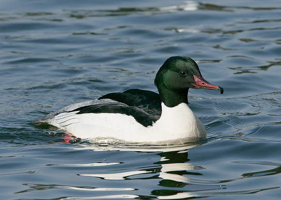 Goosander Mergus merganser