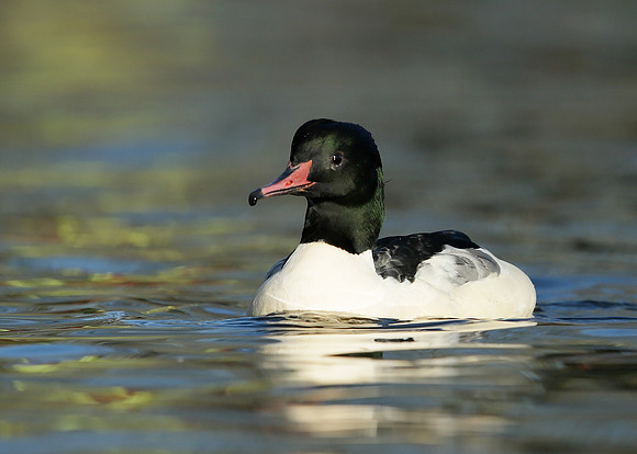 Goosander Mergus merganser