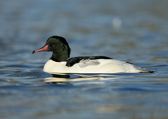 Goosander Mergus merganser