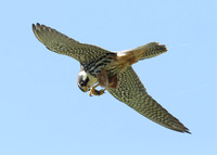 Hobby Falco subbuteo
