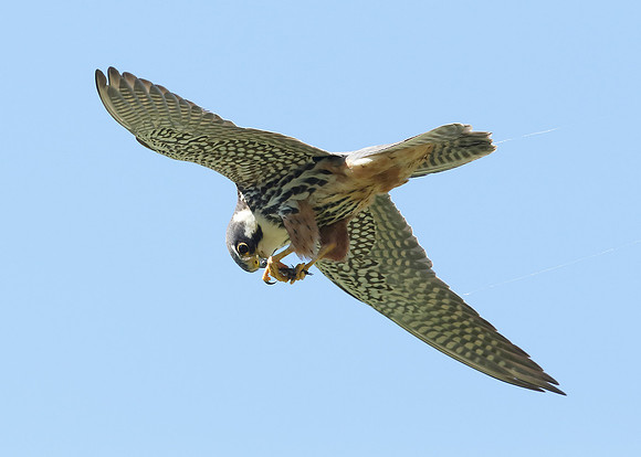 Hobby Falco subbuteo