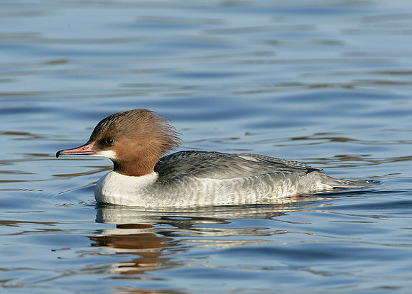 Goosander Mergus merganser