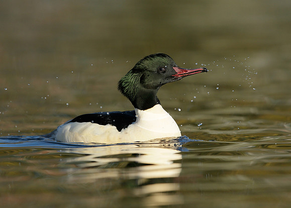 Goosander Mergus merganser