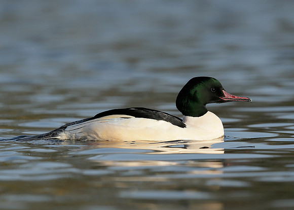 Goosander Mergus merganser