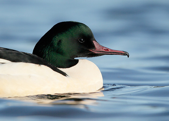 Goosander Mergus merganser