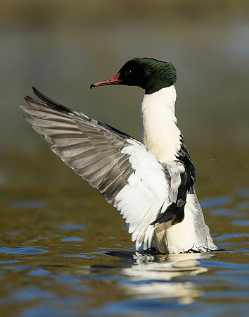 Goosander Mergus merganser