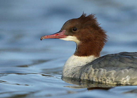 Goosander Mergus merganser