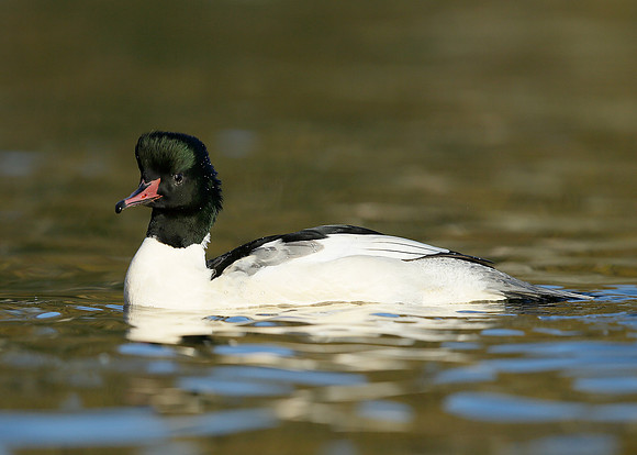 Goosander Mergus merganser