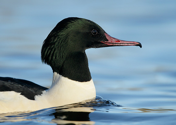 Goosander Mergus merganser