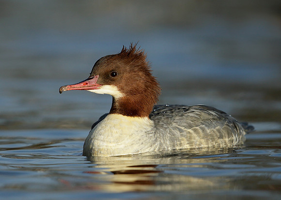 Goosander Mergus merganser
