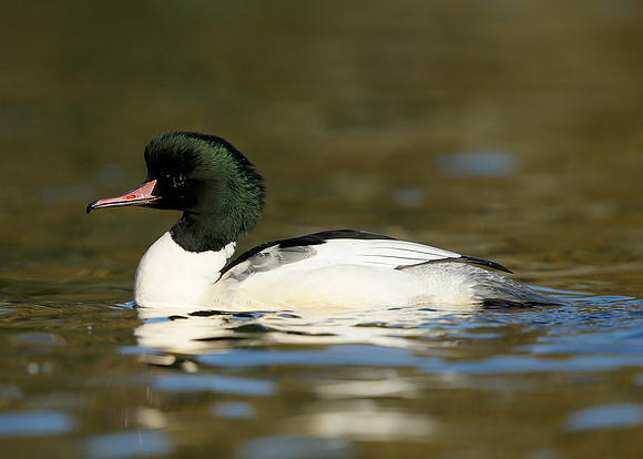 Goosander Mergus merganser