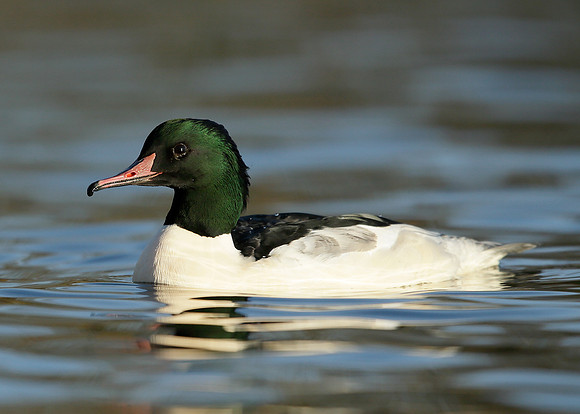 Goosander Mergus merganser