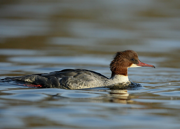 Goosander Mergus merganser