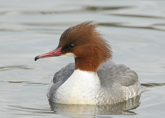 Goosander Mergus merganser