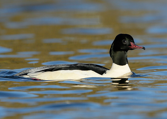 Goosander Mergus merganser