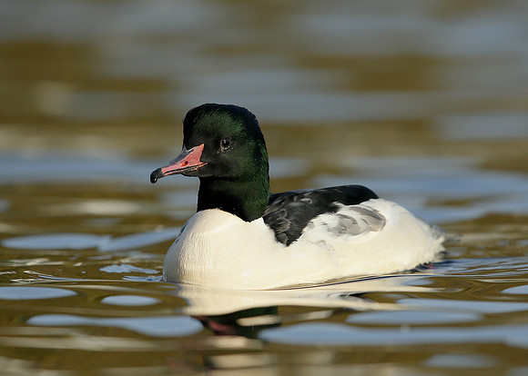 Goosander Mergus merganser
