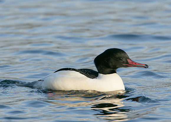 Goosander Mergus merganser