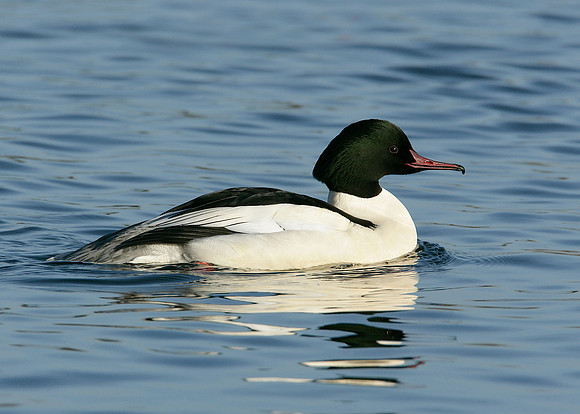 Goosander Mergus merganser