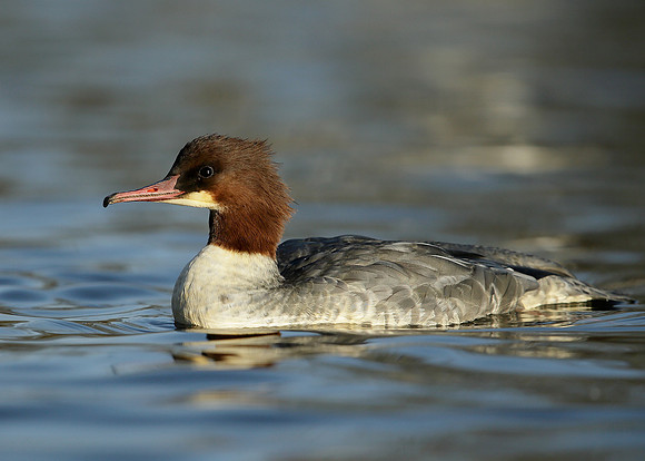 Goosander Mergus merganser