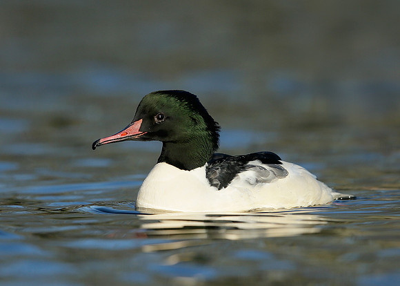 Goosander Mergus merganser