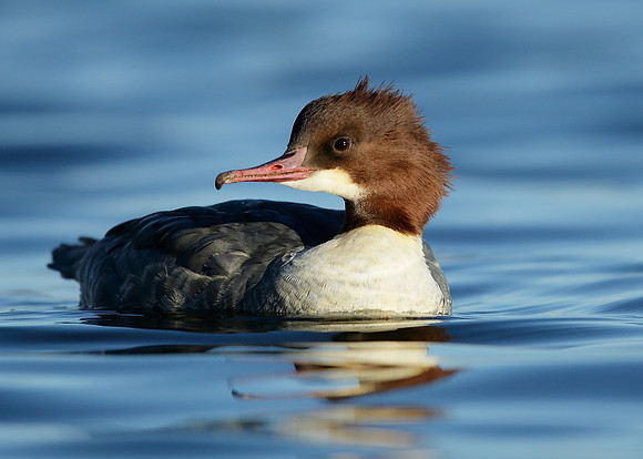 Goosander Mergus merganser