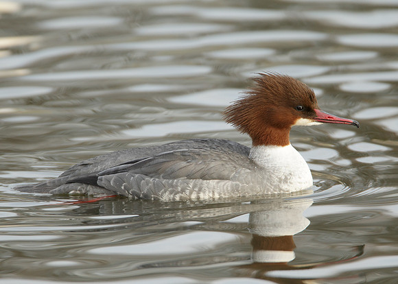 Goosander Mergus merganser