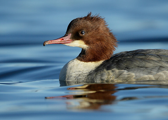 Goosander Mergus merganser