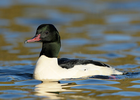 Goosander Mergus merganser