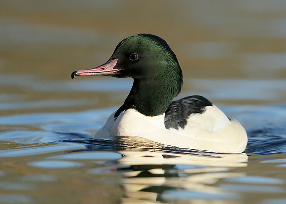 Goosander Mergus merganser