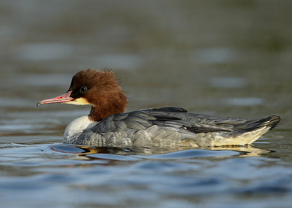 Goosander Mergus merganser