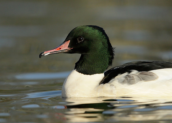 Goosander Mergus merganser