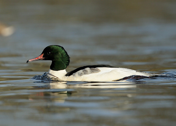 Goosander Mergus merganser