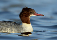 Goosander Mergus merganser