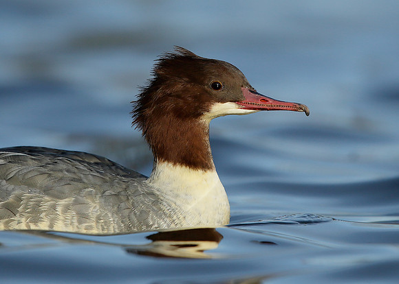 Goosander Mergus merganser