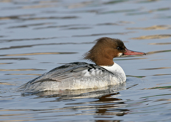 Goosander Mergus merganser
