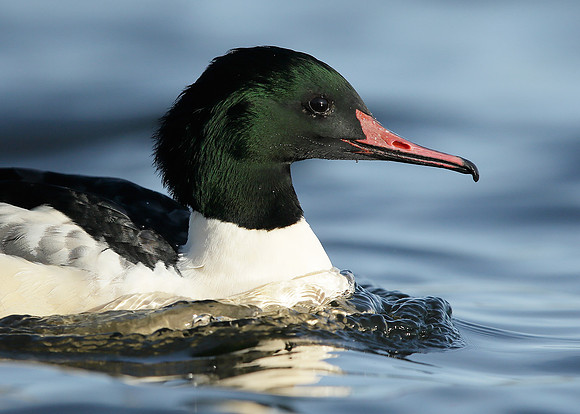 Goosander Mergus merganser