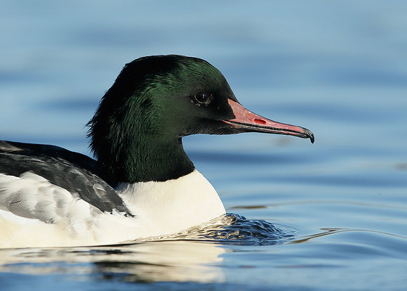 Goosander Mergus merganser