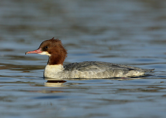 Goosander Mergus merganser